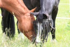 Ein intaktes Sozialleben ist für Pferde extrem wichtig